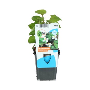 Molchschwanz (Houttuynia cordata) im Topf, eine dekorative Teichpflanze mit grünem Blattschmuck und weißen Blüten.