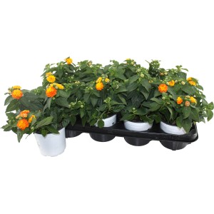 Wandelröschen-Mix im Topf, orange und gelbe Blüten, grüne Blätter. Kübelpflanze für sonnige Standorte.