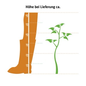 Illustration: Bauernhortensie Saxon Schloss Wackerbarth, ca. 30-40cm hoch bei Lieferung.