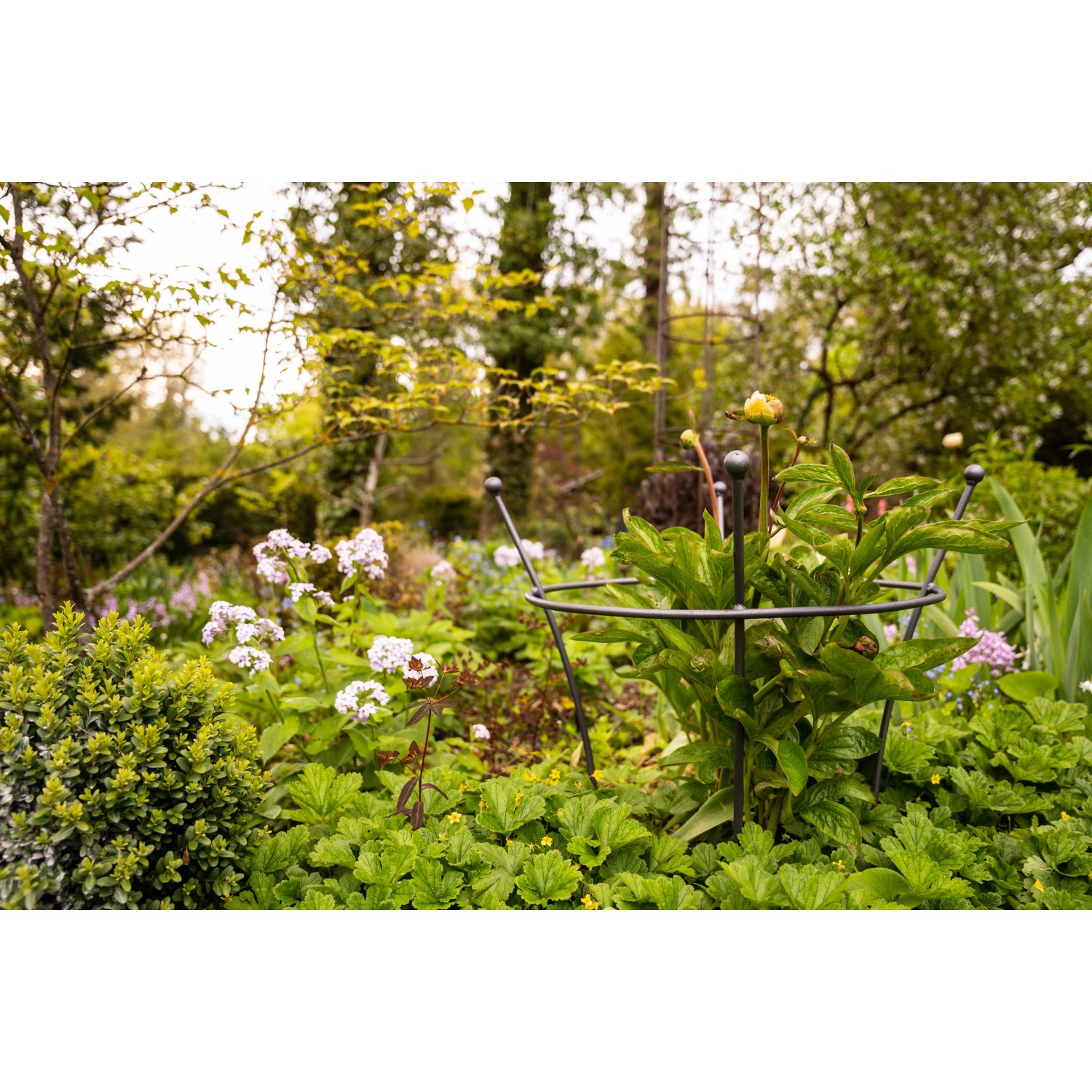 Eleo Pflanzenstütze Grosetto, 68 cm, anthrazit, im Gartenbeet. Wuchshilfe für Pflanzen.