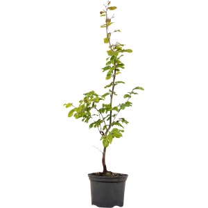 Rotbuche Set à 25 Stück Höhe ca. 60 - 80 cm Fagus sylvatica