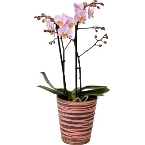 Schmetterlingsorchidee Rosa-Gelb im Keramiktopf, ca. 12 cm Topf-Durchmesser.