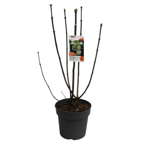 Edelflieder "Mme Lemoine" Weiß Höhe ca. 60 cm Topf ca. 4,6 l Syringa vulgaris