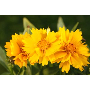 Nahaufnahme von drei gelb-goldenen, großblumigen Mädchenaugen (Coreopsis grandiflora) im Topf.