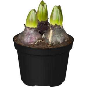 Frühjahrsboten Set: Tulpen, Narzissen, Traubenhyazinthen im Topf, gelb, weiß, blau.