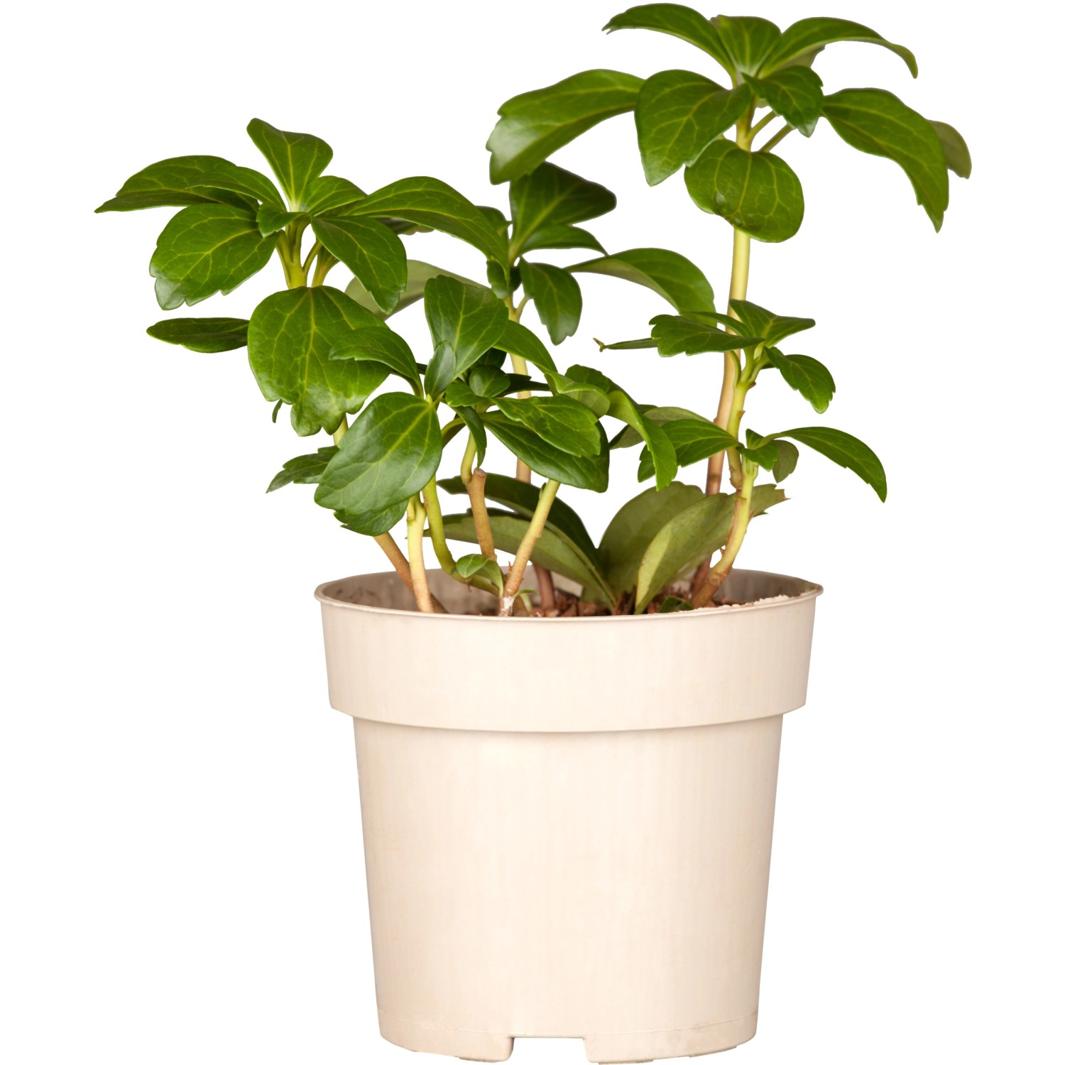 Winterharte Pflanzen kaufen bei OBI