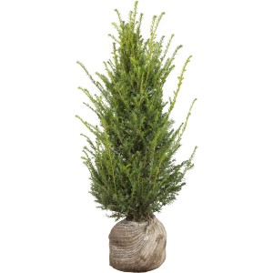 Eibe Set à 15 Stück Höhe ca. 80 - 100 cm Taxus baccata