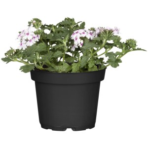 GROW by OBI Eisenkraut im Topf, Verbena Hybrida mit weißen Blüten und grünen Blättern.