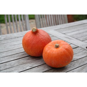 Zwei orangefarbene Blu Hokkaido Kürbisse (Curcubita maxima) auf einem Holztisch.
