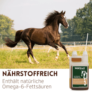Braunes Pferd galoppiert auf grüner Wiese. Supravit Schwarzkümmelöl Liquid für Pferde in Dosierflasche zur Fütterung.