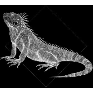 Komar Wandbild Iguana Black, 50x70 cm. Detaillierte Illustration einer Iguana auf schwarzem Hintergrund.