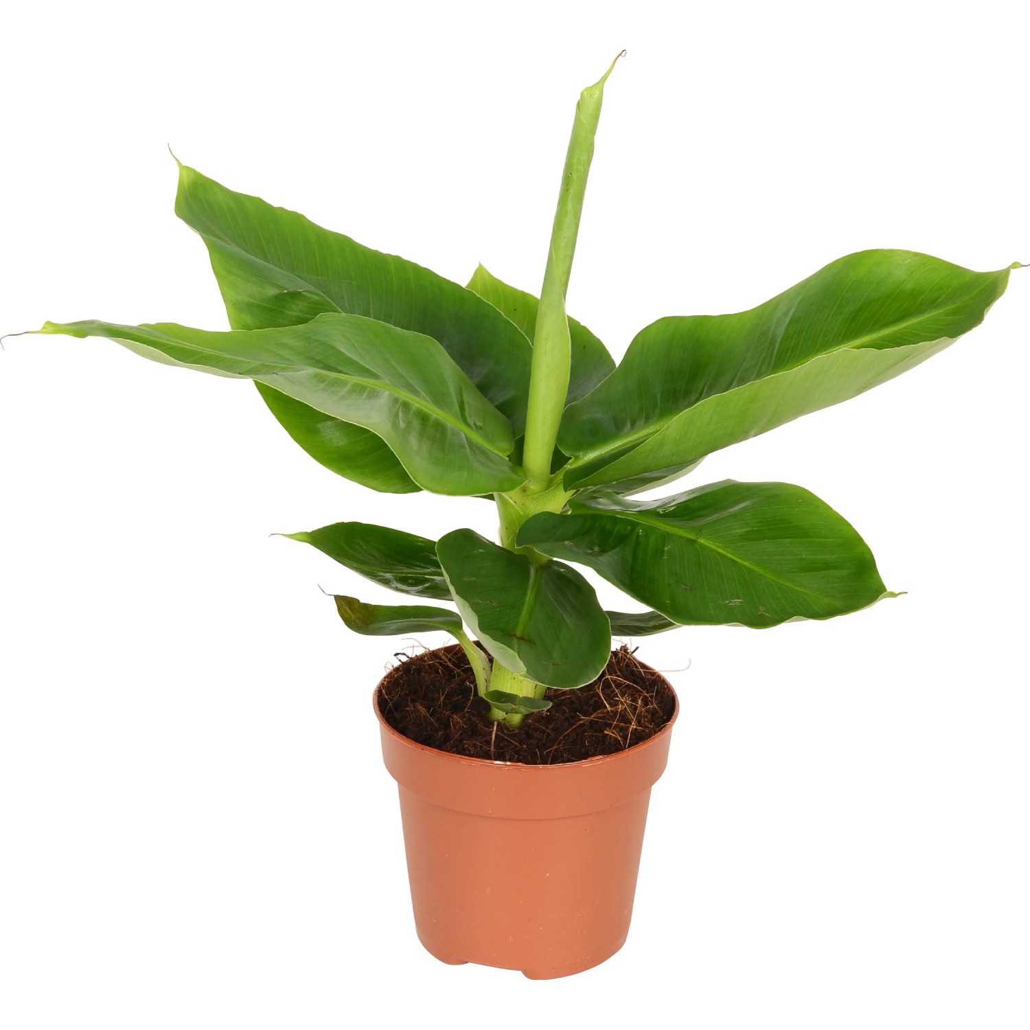calathea maui Calathea Maui Queen main image 0