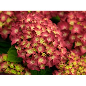 Bauernhortensie "Red Reggae" Rot Höhe ca. 50 - 60 cm Topf ca. 5 l Hydrangea