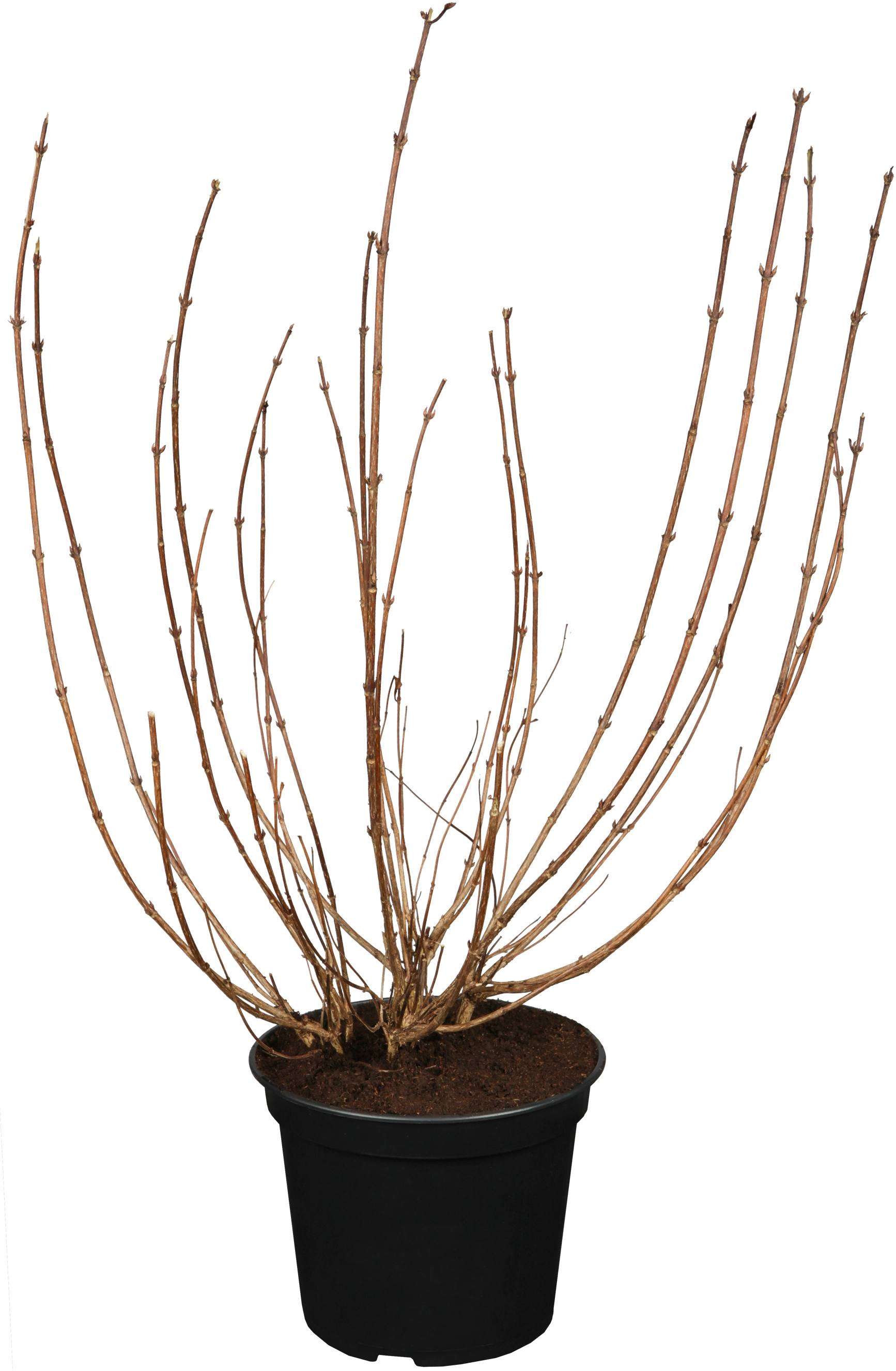 OBI Weigelie "Victoria" Höhe 50 60 cm Topf ca. 3,5 l Weigelia florida