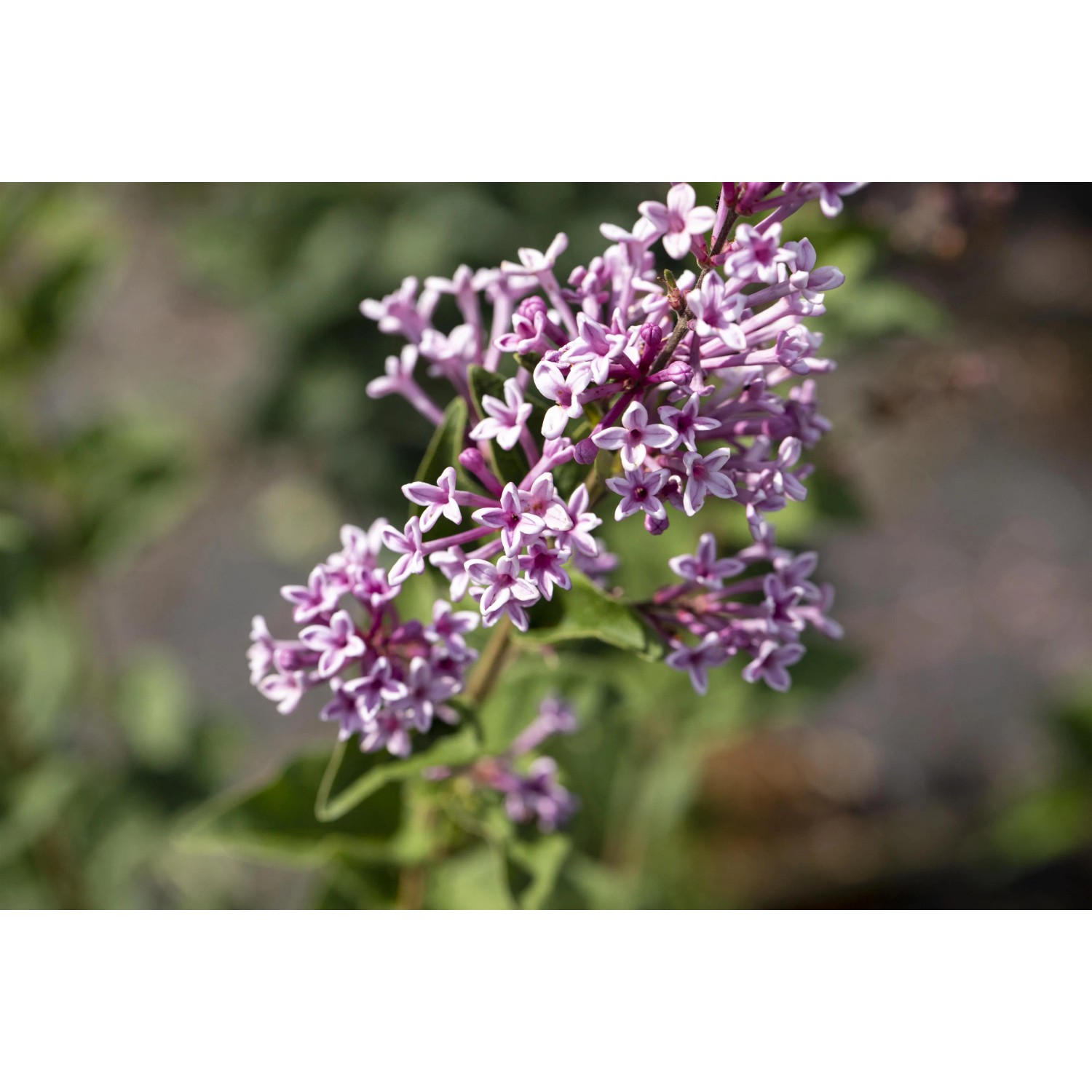 Nahaufnahme des lila blühenden OBI Meyers Flieder "Palibin".