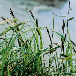 Ufersegge (Carex riparia) im Topf, eine dekorative Sumpfpflanze für den Gartenteich.