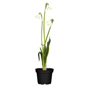 Märzenbecher im Topf: Weiße Blüten mit grünen Tupfen, ca. 10-20 cm hoch.