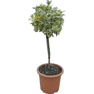 Japanischer Spindelstrauch 'Bravo' im Topf, ca. 65cm hoch, mit panaschiertem Laub.