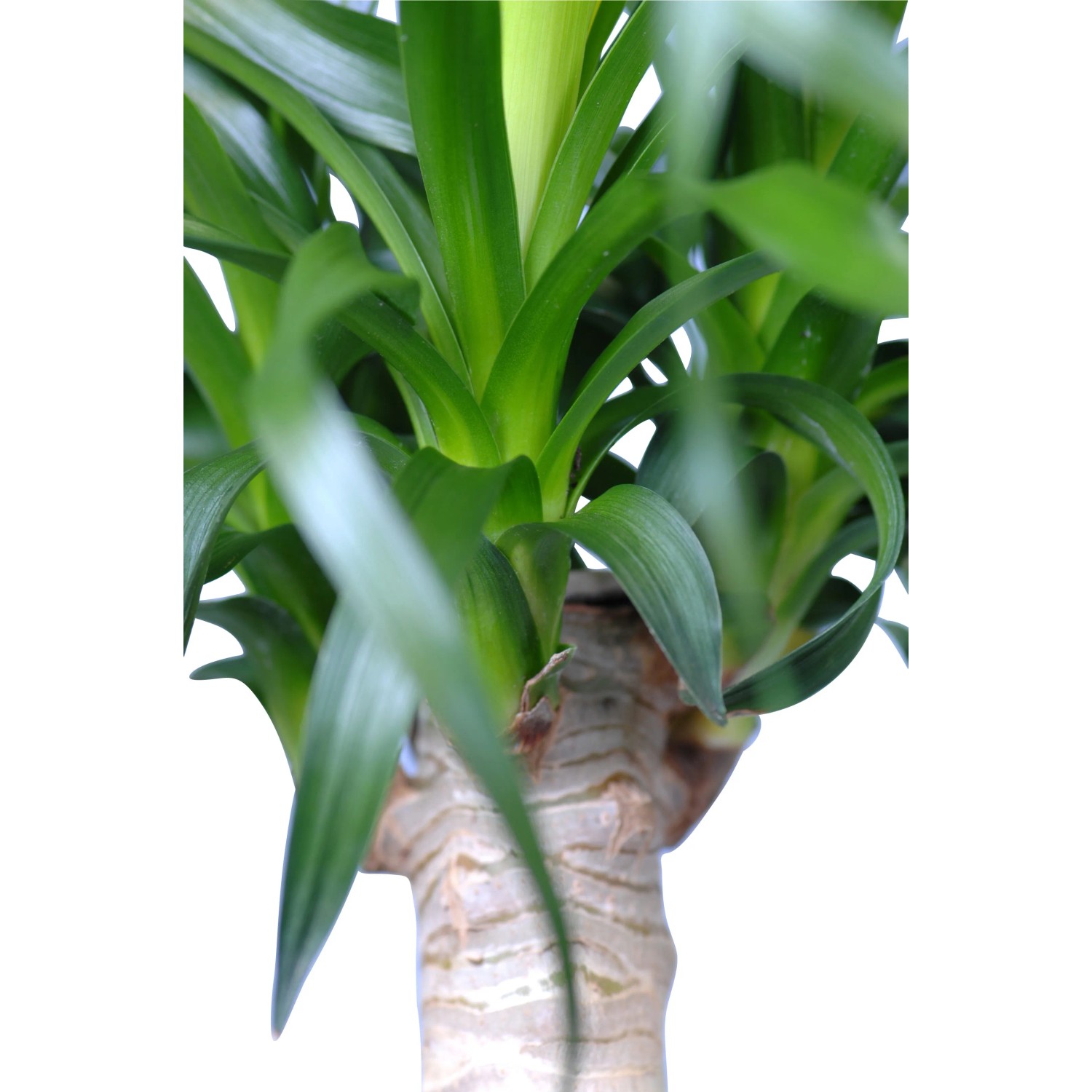 Elefantenfu Hhe ca. 90 - 95 cm Topf- ca. 24 cm Beaucarnea recurvata  kaufen bei OBI