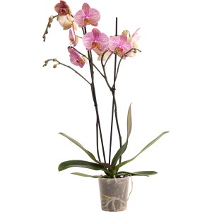 GROW by OBI Schmetterlingsorchidee "Jupiter" Höhe ca. 60 -70 cm Topf-Ø ca. 12 cm