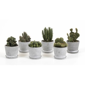 Verschiedene Kakteen-Sorten im grauen Beton-Topf (Ø 8 cm).