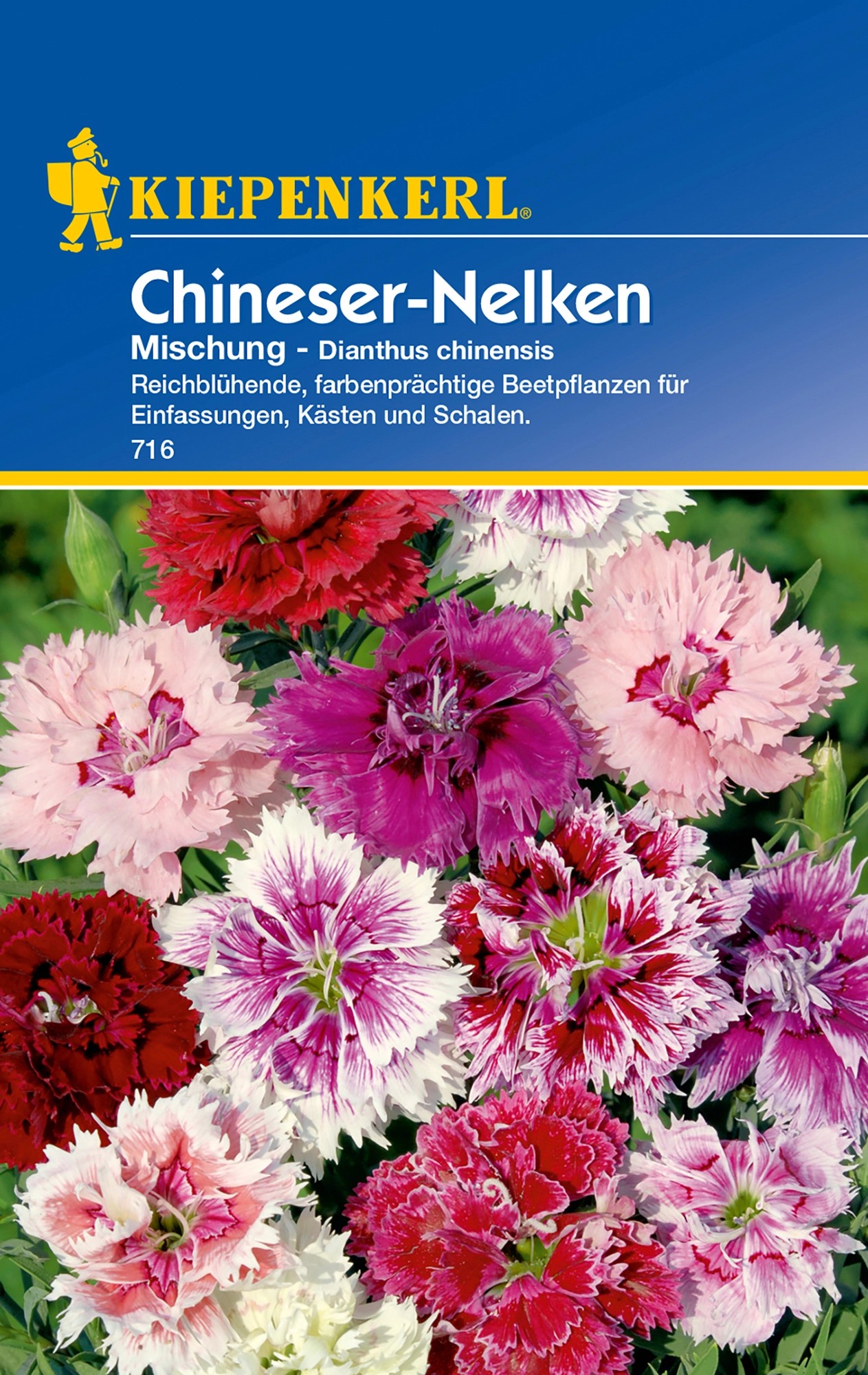 Kiepenkerl ChineserNelken "Mischung" Dianthus kaufen bei OBI