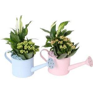 Flammendes Käthchen und Einblatt in rosa und blauer Zink-Gießkanne, Topf-Ø 11cm.