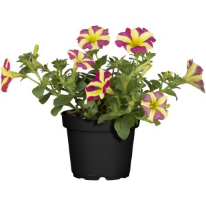 GROW by OBI Petunie Amore im Topf, gelb-pink gestreifte Blüten.