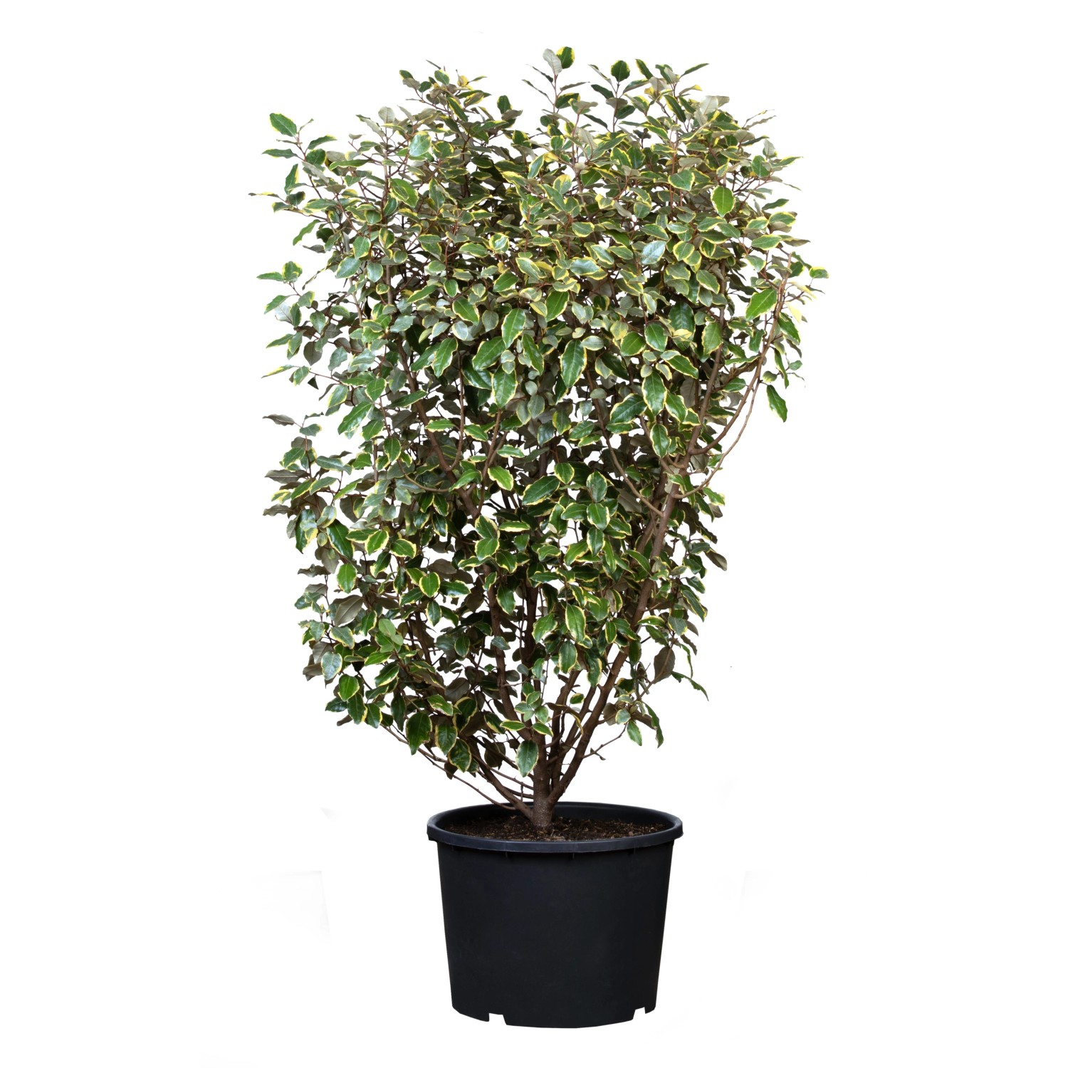 Wintergrne lweide Set  15 Stk. Hhe ca. 100-125cm Elaeagnus ebbingei  kaufen bei OBI