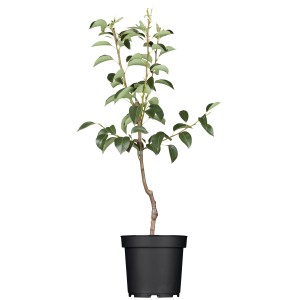 Patio Obst Birne "Conference" Höhe ca. 100 - 120 cm Topf ca. 5 l Pyrus