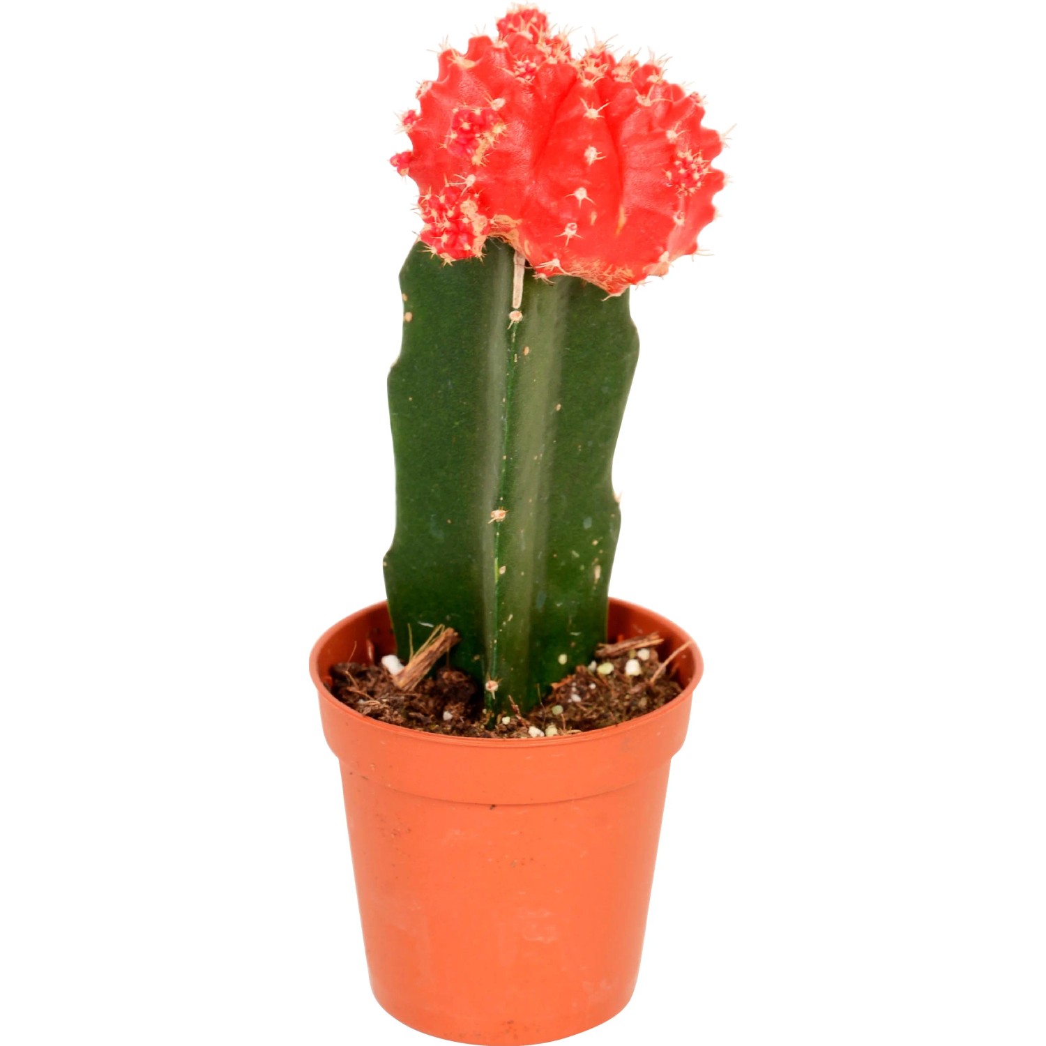 Veredelter Kaktus "Neon Style" Hhe ca. 20 - 25 cm Topf- 8,5 cm kaufen bei  OBI