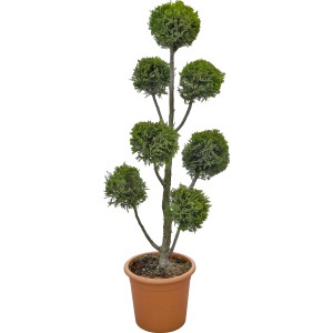 Formschnitt-Zypresse 'Castlewelland Gold' im Topf, ca. 100cm hoch. Immergrünes Formgehölz für Garten und Kübel.