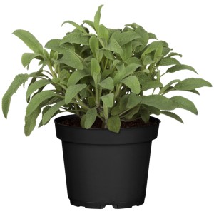 Garten-Salbei (Salvia officinalis) im Topf, Höhe 10-20 cm, beliebte Küchenpflanze.