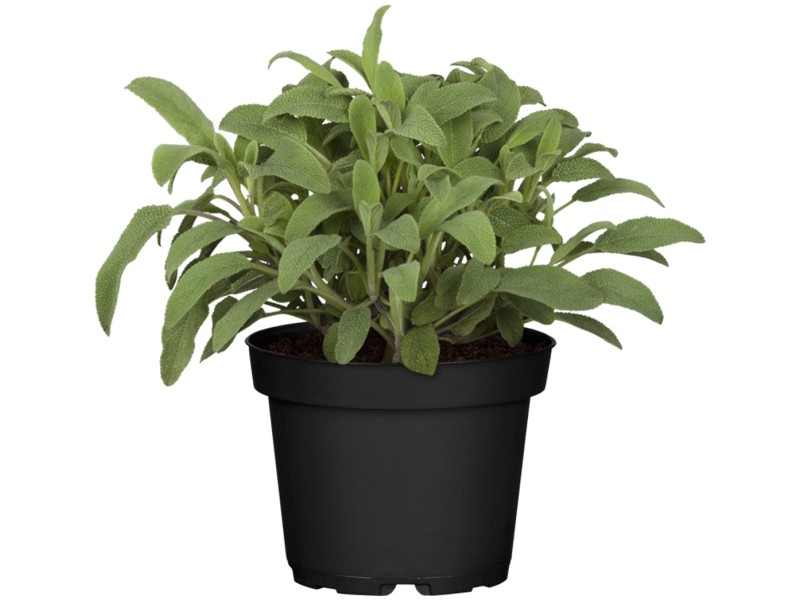 GROW by OBI GartenSalbei Höhe 1020 cm TopfØ ca. 14 Salvia