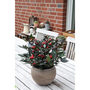 Blu Chili 'Kleine Perle' im Topf, ca. 12 cm Ø, mit roten Früchten und dunklem Laub.