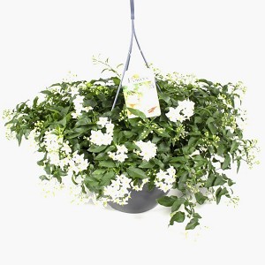 Jasminblütiger Nachtschatten (Solanum laxum) im Topf mit weißen Blüten und grünen Blättern.