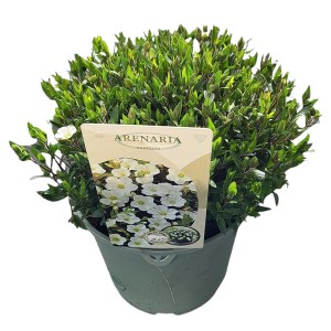 Berg-Sandkraut (Arenaria montana) im Topf, weiße Blüten, grüne Blätter. Winterharte Staude für den Garten.