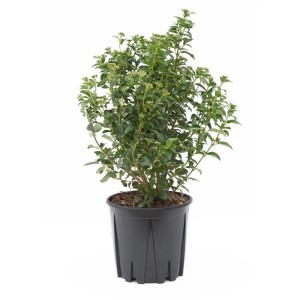 Immergrüner GROW by OBI Lorbeer-Schneeball (Viburnum tinus 'Eve Price') im Topf, ca. 30 cm hoch.