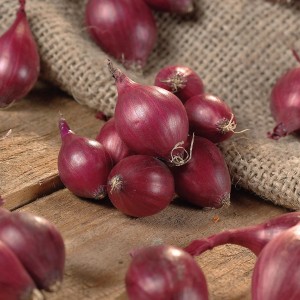 Steckzwiebeln Karmen, rote Zwiebeln auf Holz und Jute für den Anbau im Garten.