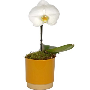 Schmetterlingsorchidee Singolo im gelben Topf, elegante Zimmerpflanze für Innenräume.