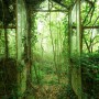 Komar Vliesfototapete Greenhouse: Verlassenes Gewächshaus mit üppiger Vegetation.