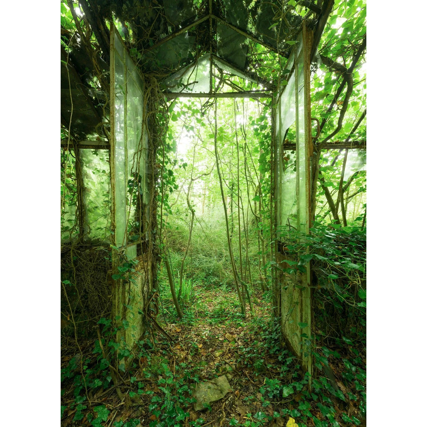 Komar Vliesfototapete Greenhouse: Verlassenes Gewächshaus mit üppiger Vegetation.