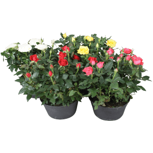 Schalen-Rose 'Favourite' in verschiedenen Farben im Topf (Ø 20cm), ca. 30-50cm hoch.