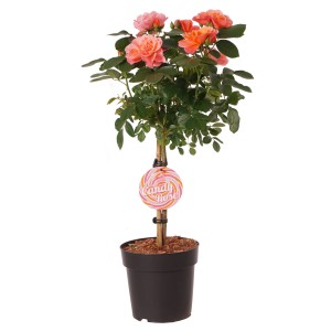 Rose Sugar Candy als Stämmchen im Topf, rosa Blüten mit dunkler Aderung.