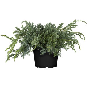 Zwerg-Wacholder Blue Carpet im Topf, blau-grüne Nadeln, ca. 5 l Topfvolumen.