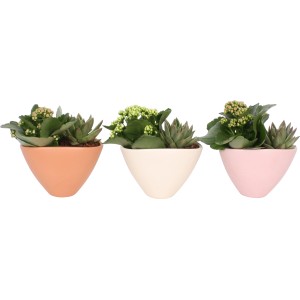 Kalanchoe-Arrangement im Keramiktopf (Ø 18cm) in Orange, Creme und Rosa.