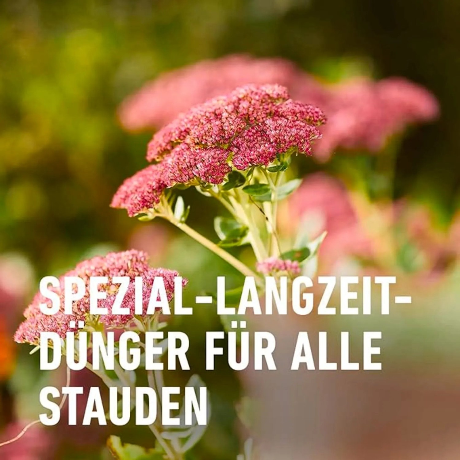 Compo Stauden Langzeit-Dnger 2 kg kaufen bei OBI