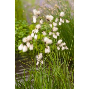 Schmalblättriges Wollgras im Topf, weiße Blütenstände und grüne Halme, Teichpflanze.