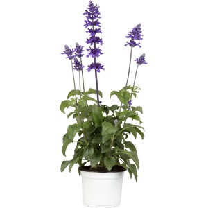 Gartensalbei Mystic Spires Blue im Topf, eine attraktive Stehpflanze mit intensiv blauen Blüten.