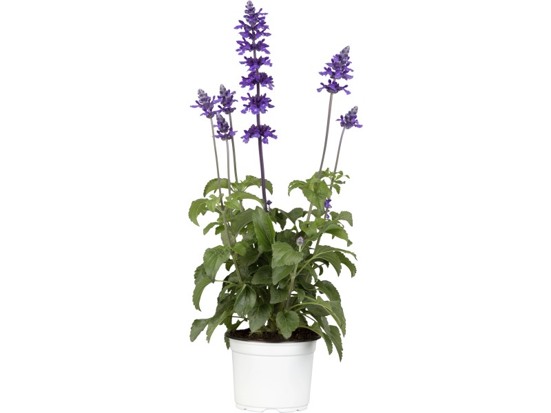 Gartensalbei "Mystic Spires Blue" TopfØ ca. 13 cm Salvia farnaceae